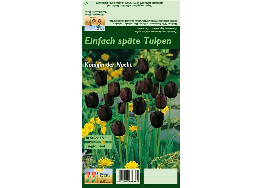 Schwarze Tulpe 'Queen of Night'