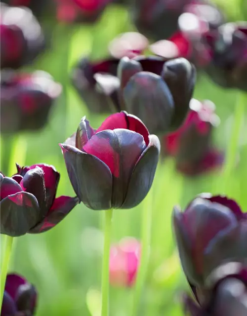 Schwarze Tulpe 'Queen of Night'