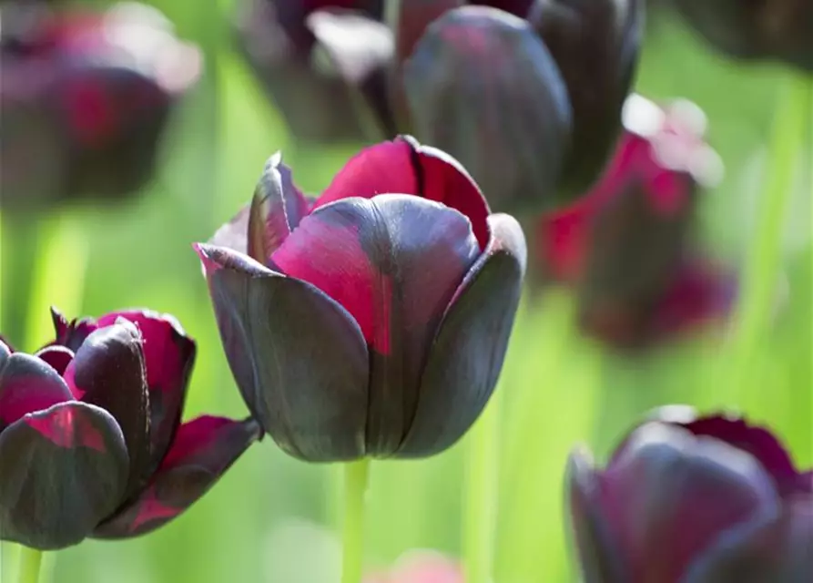 Schwarze Tulpe 'Queen of Night'