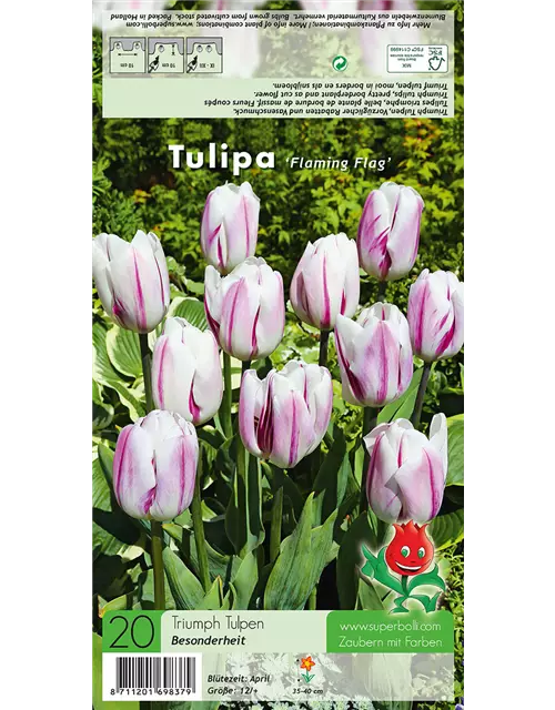 Tulpe 'Flaming Flag'