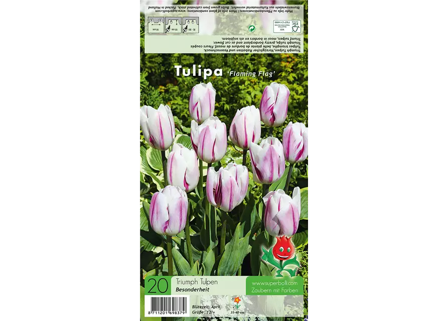 Tulpe 'Flaming Flag'