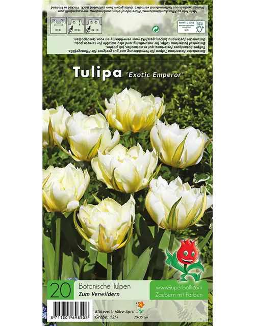 Tulpe 'Exotic Emperor'