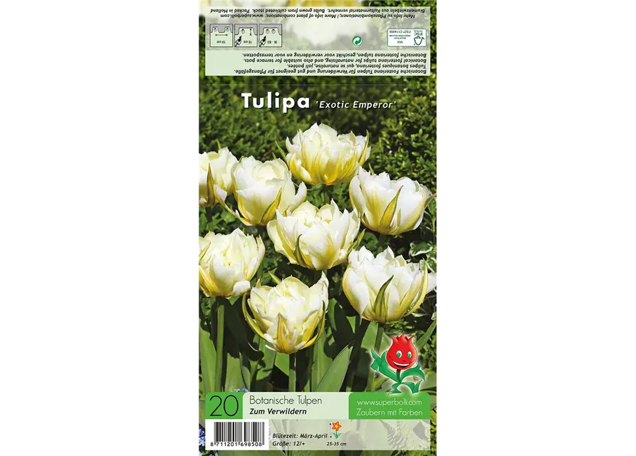 Tulpe 'Exotic Emperor'