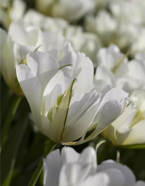 Tulpe 'Exotic Emperor'