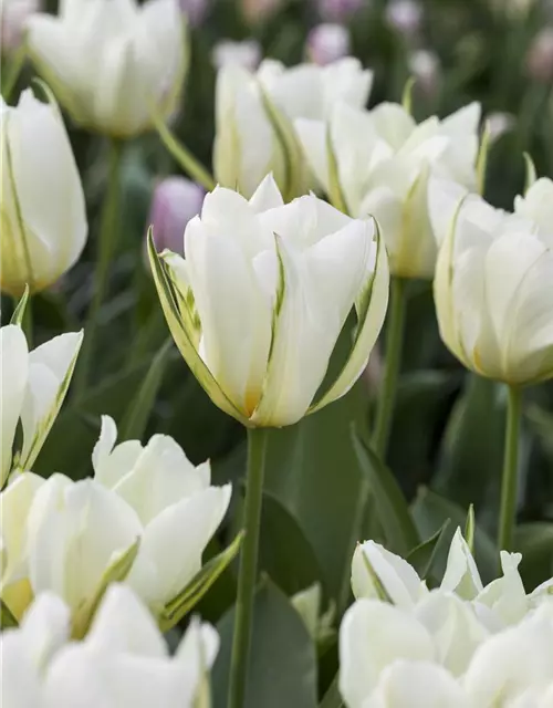 Tulpe 'Exotic Emperor'