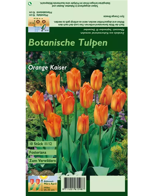 Tulpe 'Oranger Kaiser'