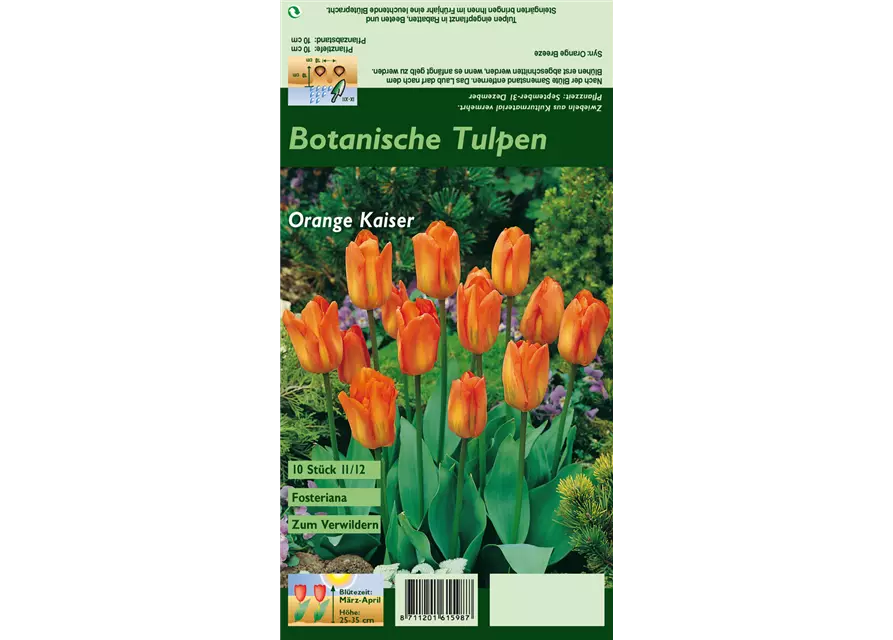 Tulpe 'Oranger Kaiser'