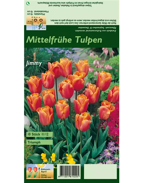 Tulpe 'Jimmy'