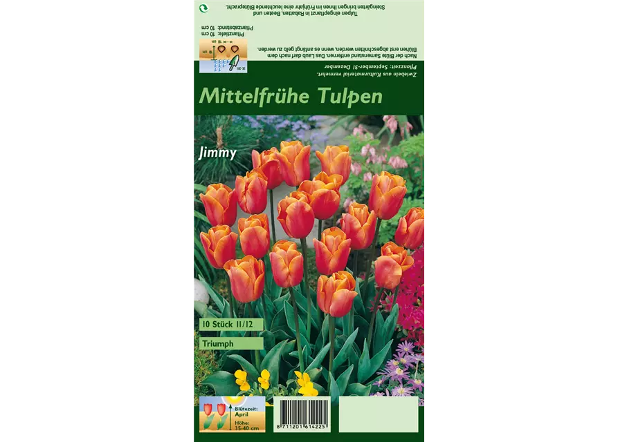 Tulpe 'Jimmy'