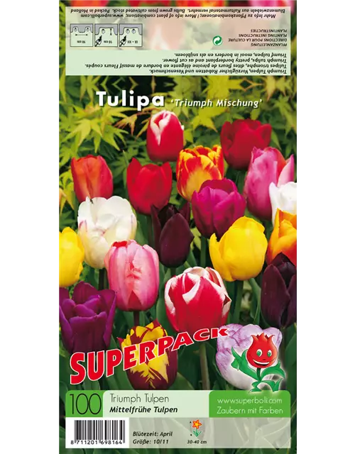 Triumph Tulpe