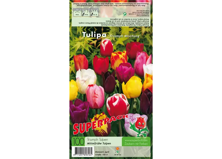 Triumph Tulpe