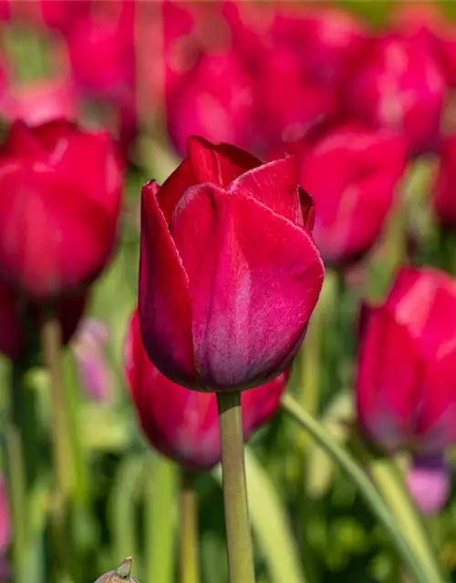 Triumph Tulpe