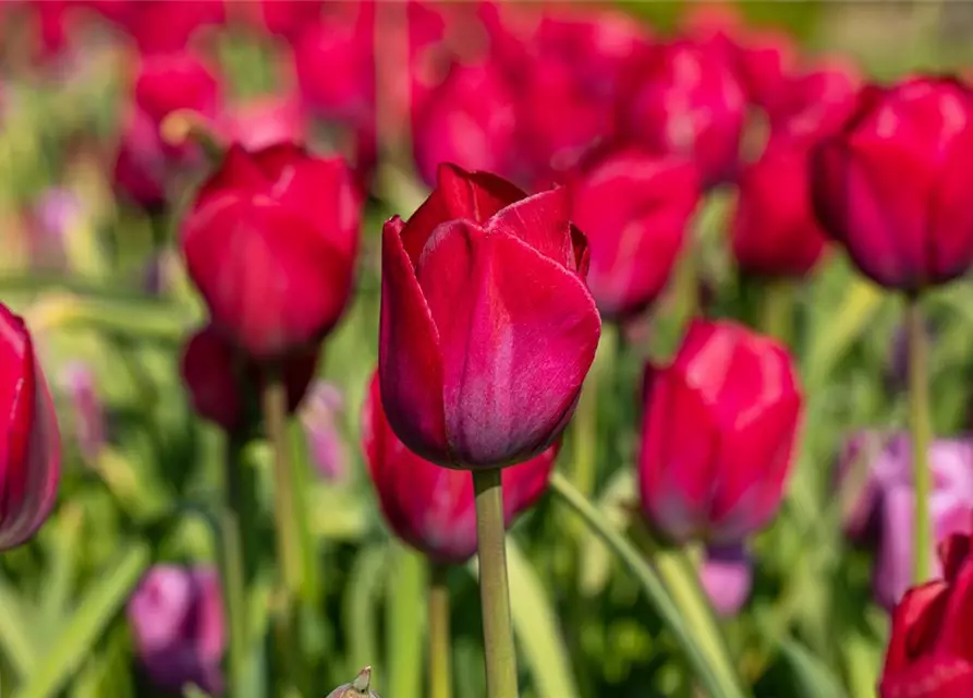 Triumph Tulpe