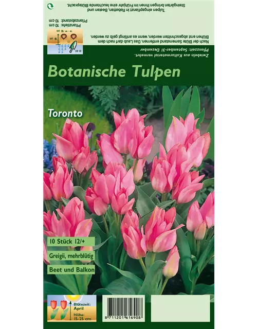 Tulpe 'Toronto'