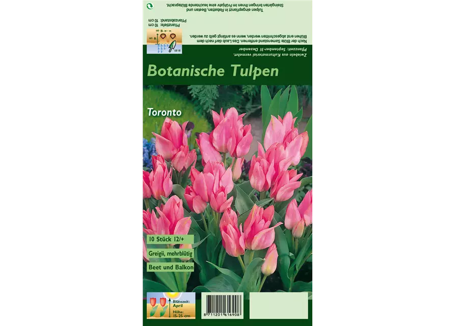 Tulpe 'Toronto'