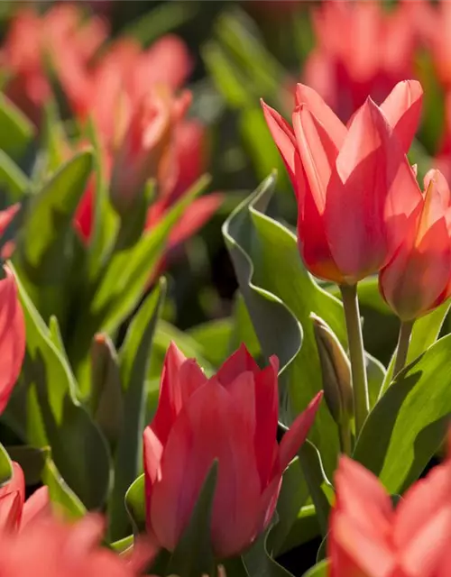 Tulpe 'Toronto'