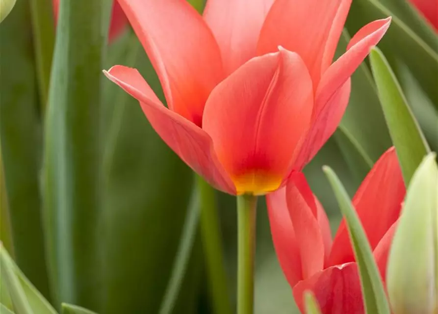 Tulpe 'Toronto'