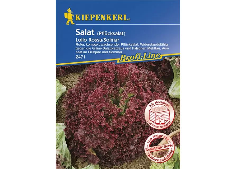 Salat Lollo Rossa Solmar