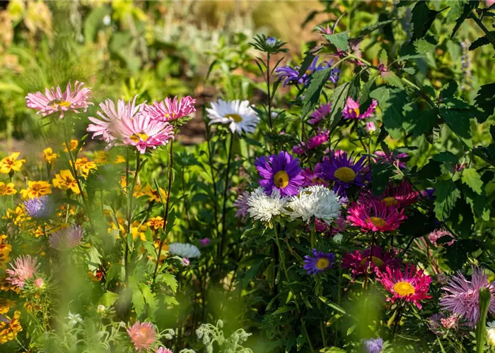 Einjährige Blumensamen