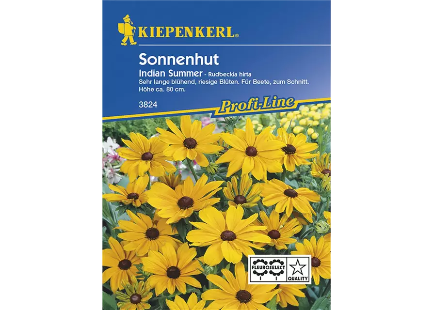 Rudbeckia India Summer