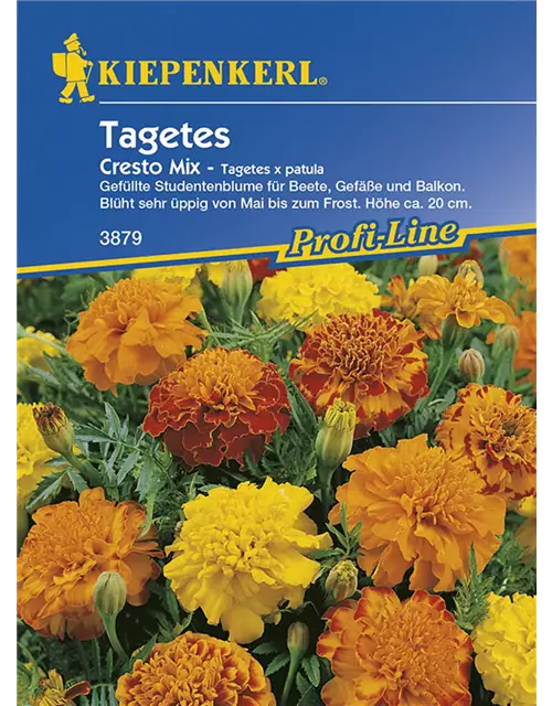 Tagetes patula Cresto Mix