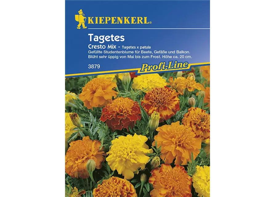 Tagetes patula Cresto Mix