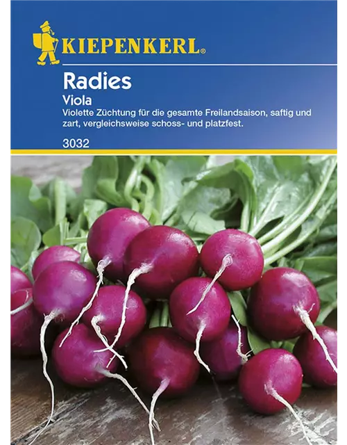 Radies Viola