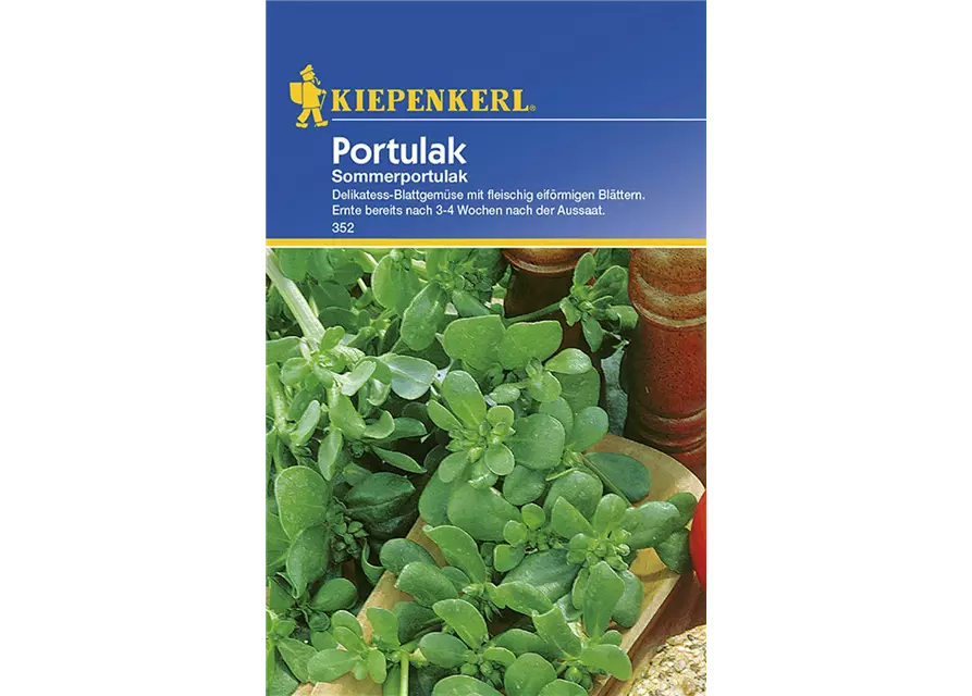 Portulak Sommerportulak