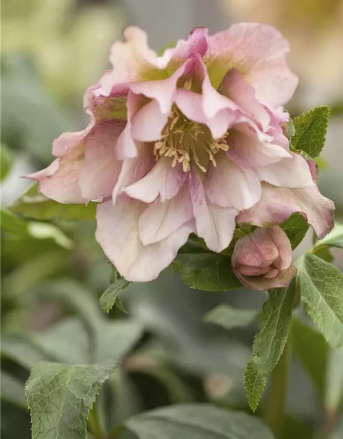 Helleborus orientalis