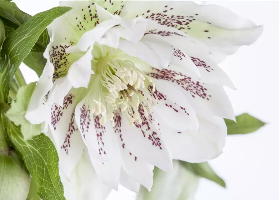 Helleborus orientalis