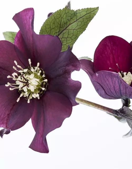 Helleborus orientalis