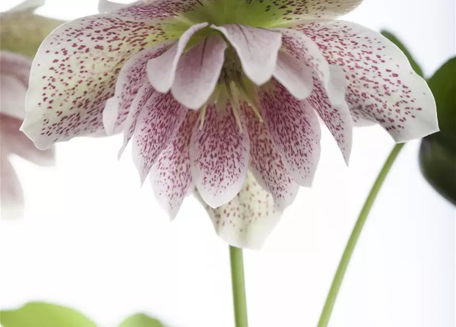 Helleborus orientalis