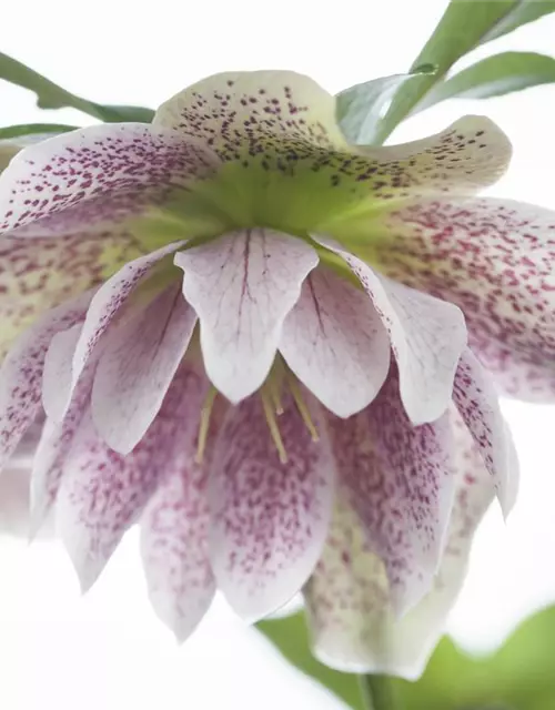 Helleborus orientalis