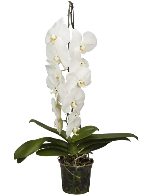 Phalaenopsis 'Formidablo' 1-rispig