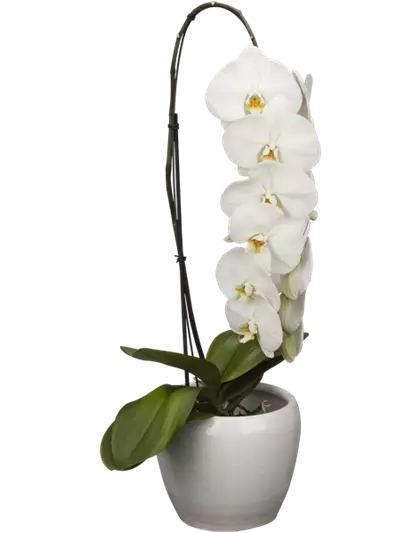 Phalaenopsis 'Formidablo' 1-rispig