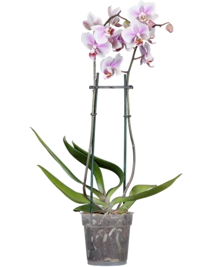 Orchidee 2-rispig, zweifarbig