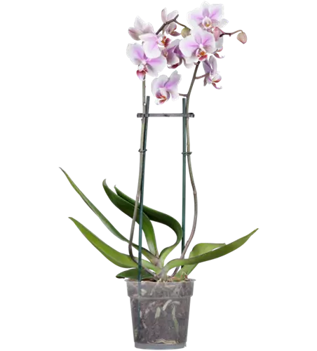 Orchidee 2-rispig, zweifarbig