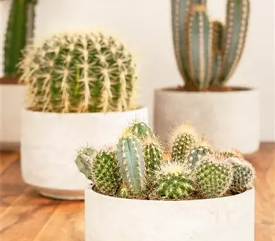 Cactus