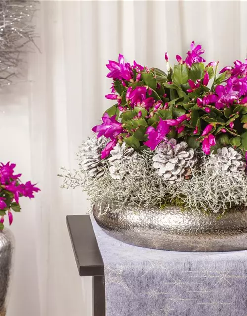 Schlumbergera bridgesii