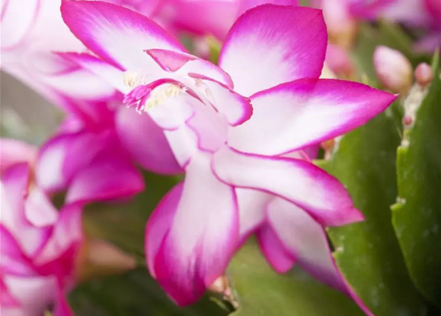 Schlumbergera bridgesii