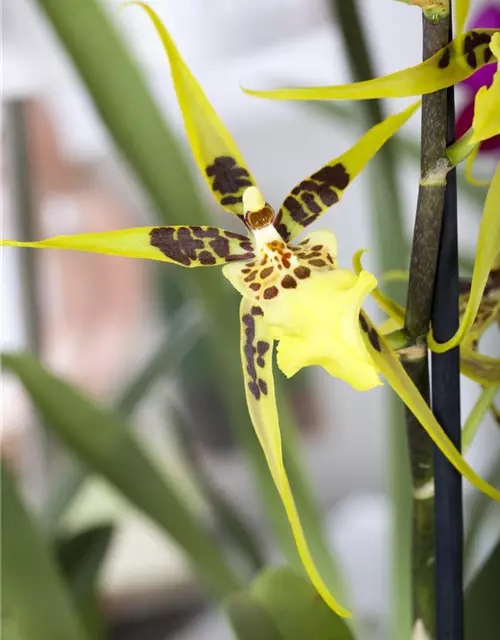 Orchidee 'Brassia'