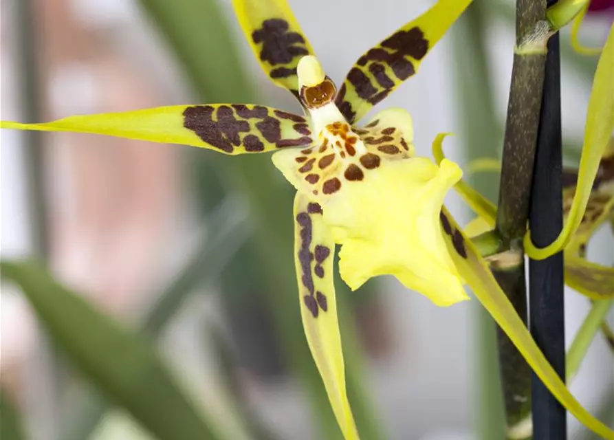 Orchidee 'Brassia'