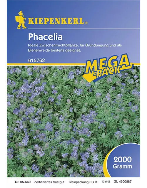 Phacelia