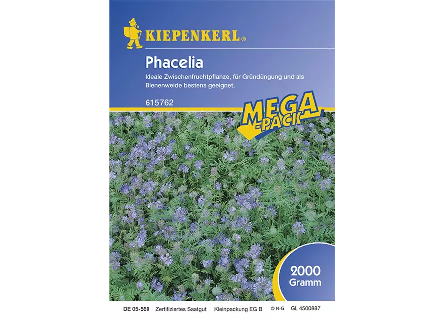 Phacelia