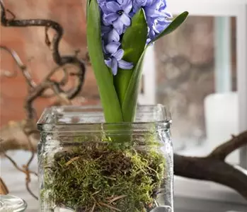 Weihnachtliche Geschenkidee: Blumenzwiebeln im Glas