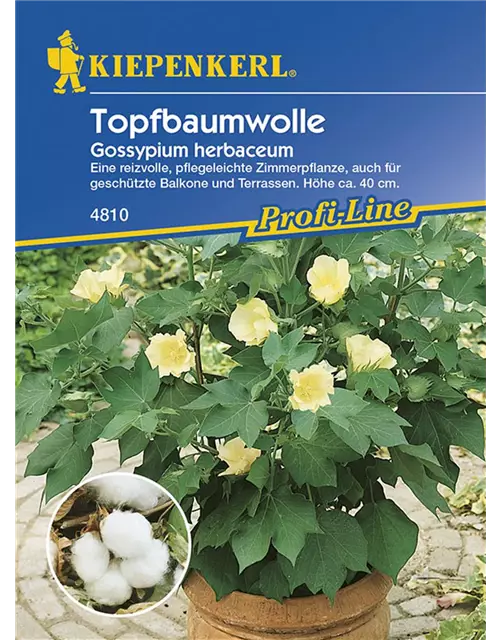 Gossypium herbaceum