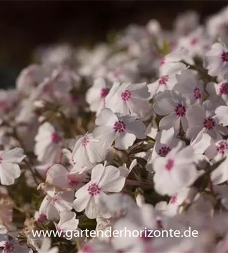 Garten-Teppich-Flammenblume