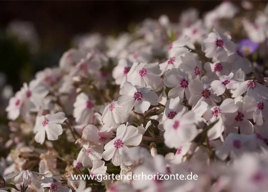 Garten-Teppich-Flammenblume