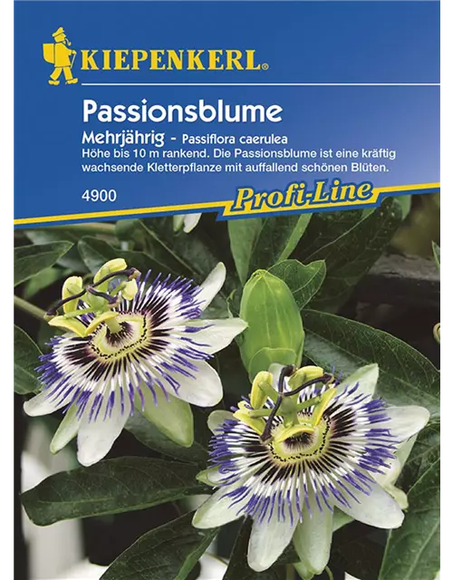 Passiflora caerulea