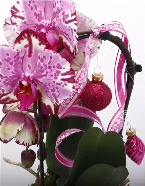 Orchidee mit Kugeln pink